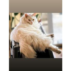 Image of Lysander, Lost Cat