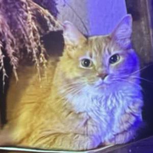 Image of Shiloh, Lost Cat