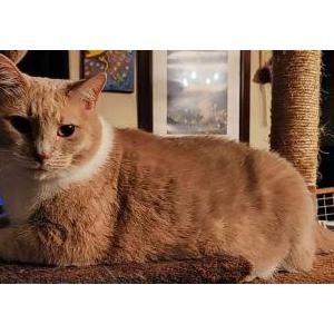 Image of Winnie, Lost Cat