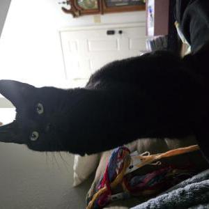 Image of Olive, Lost Cat