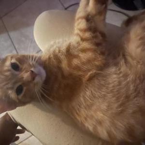 Image of Korbon, Lost Cat
