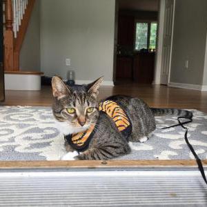 Image of Climber, Lost Cat