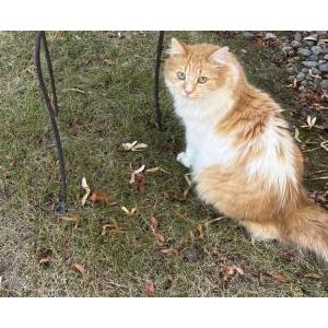 Image of Velocity, Lost Cat