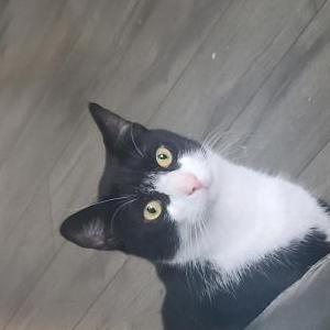 Image of Rocky, Lost Cat
