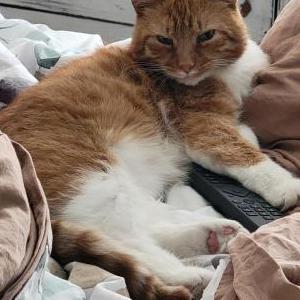 Image of Lukey, Lost Cat