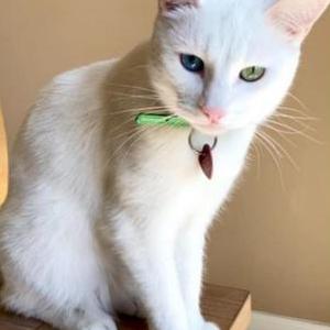 Image of Iris, Lost Cat