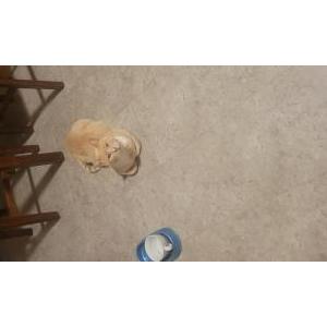 Image of Gatito, Lost Cat
