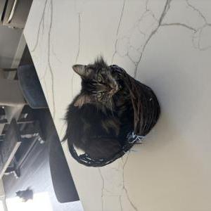 Image of Zara, Lost Cat