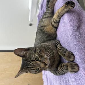 Image of Beetle, Lost Cat