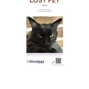 Image of Oliver, Lost Cat