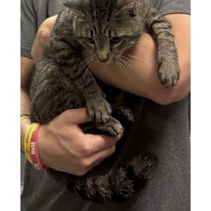 Image of Jet, Lost Cat