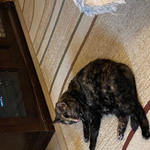 Lost 2 Lucy (Pennsylvania)