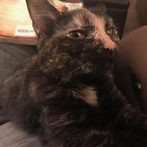 2nd Image of Lucy, Lost Cat