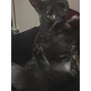 Lost 2 Lola (Ohio)