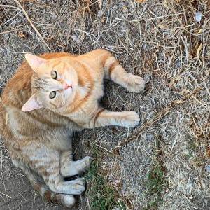 Image of Daisy, Lost Cat