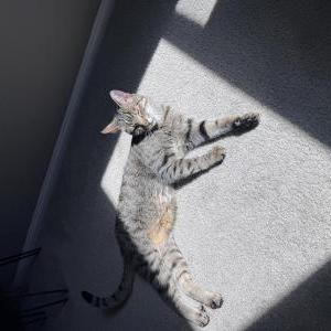 Image of Brynx, Lost Cat