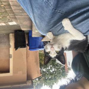 Image of unknown, Found Cat