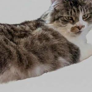 Image of Baby Kitty, Lost Cat