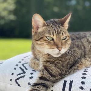 2nd Image of Cleo, Lost Cat