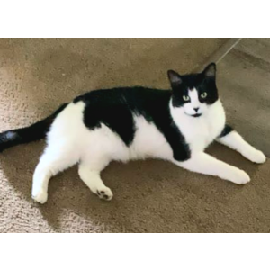 Image of Bailey, Lost Cat