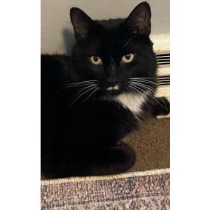 Image of Gizmo, Lost Cat