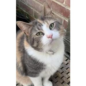 Image of Sugar, Lost Cat