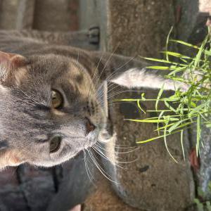 Image of Milo, Lost Cat