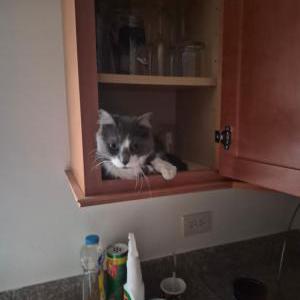 Image of Charlie, Lost Cat