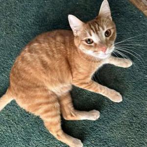 Image of George, Lost Cat