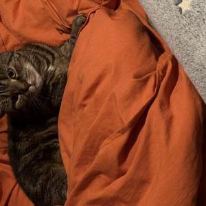 Image of Parsley, Lost Cat