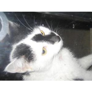 Image of unknown, Found Cat