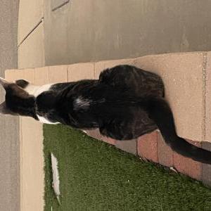 Image of Unknown, Found Cat