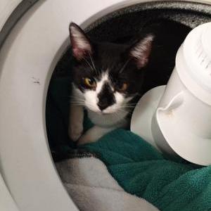 2nd Image of Sloan, Lost Cat
