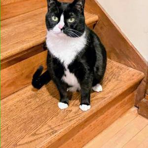 Image of Minnie, Lost Cat
