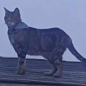 2nd Image of Titan, Lost Cat