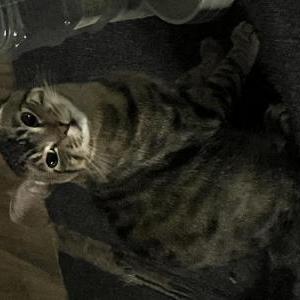 Lost 2 Pumpkin (Texas)