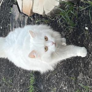 Image of SUTLACH, Lost Cat