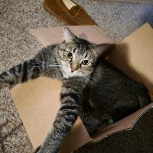 Image of Teddy, Lost Cat