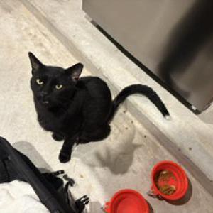 Image of Unknown, Found Cat