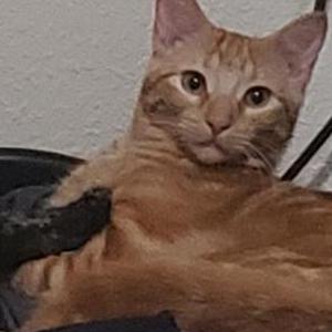 Image of Chip, Lost Cat