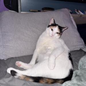 Image of Nova, Lost Cat