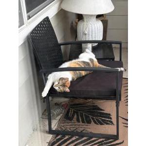 Image of Milo, Lost Cat