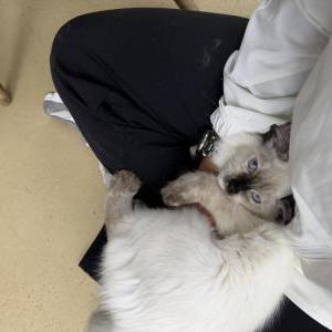 Image of Snow, Lost Cat