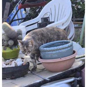 Image of Quincy, Lost Cat
