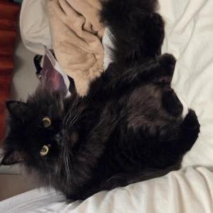 Image of Darius Young, Lost Cat