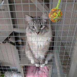 Image of Pickle, Lost Cat
