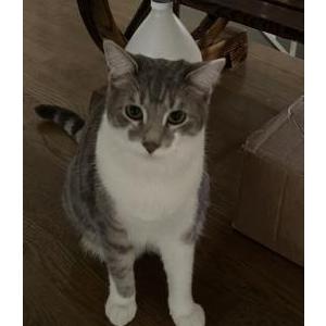 Lost 2 Aggie (Virginia)
