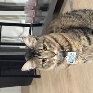 Image of Hachi, Lost Cat