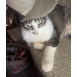 Image of Jenny, Lost Cat