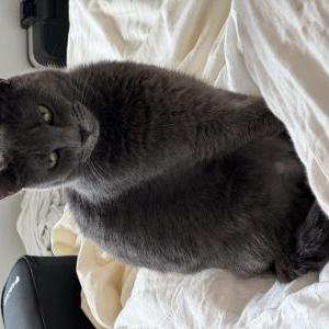 Image of Trixie, Lost Cat